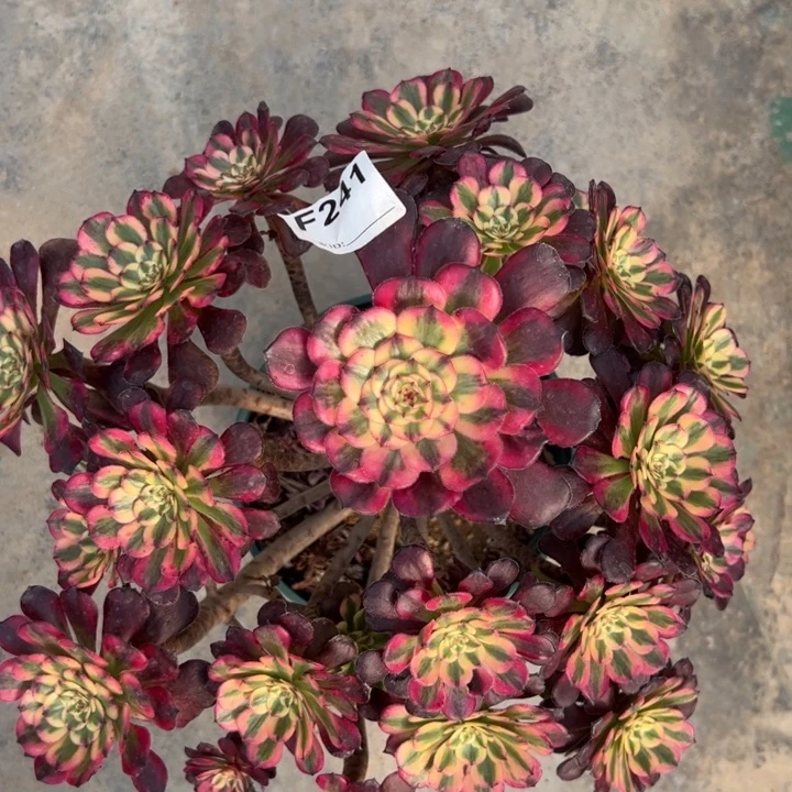 241月婵35厘米左右有断枝