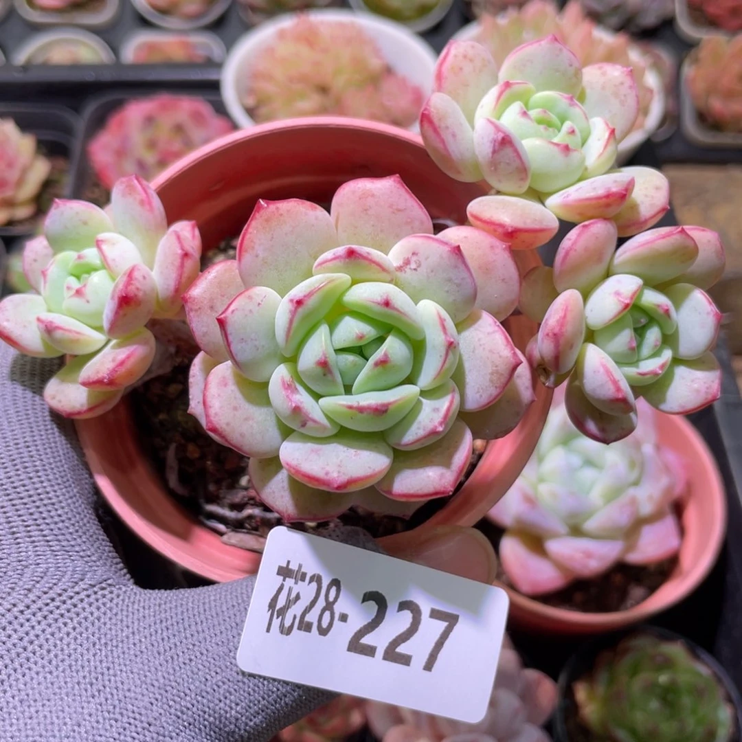 花利美28-227香草