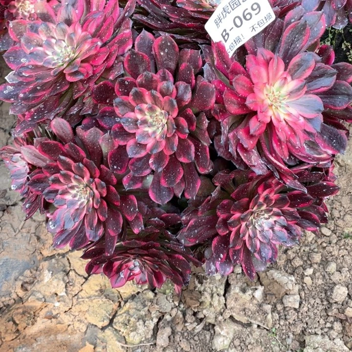 一**间069烟花多肉法师福利不包损