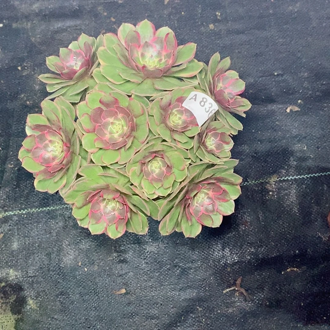 粉花妖836多肉111111