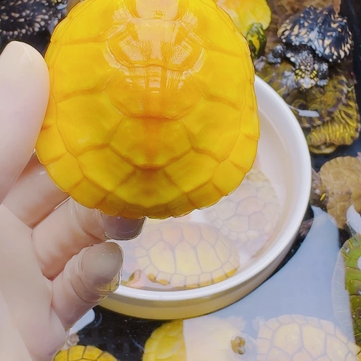 M***胡绿毛龟母2222222222222