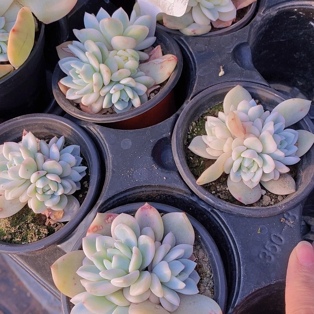 梦露锦三头一颗量拍