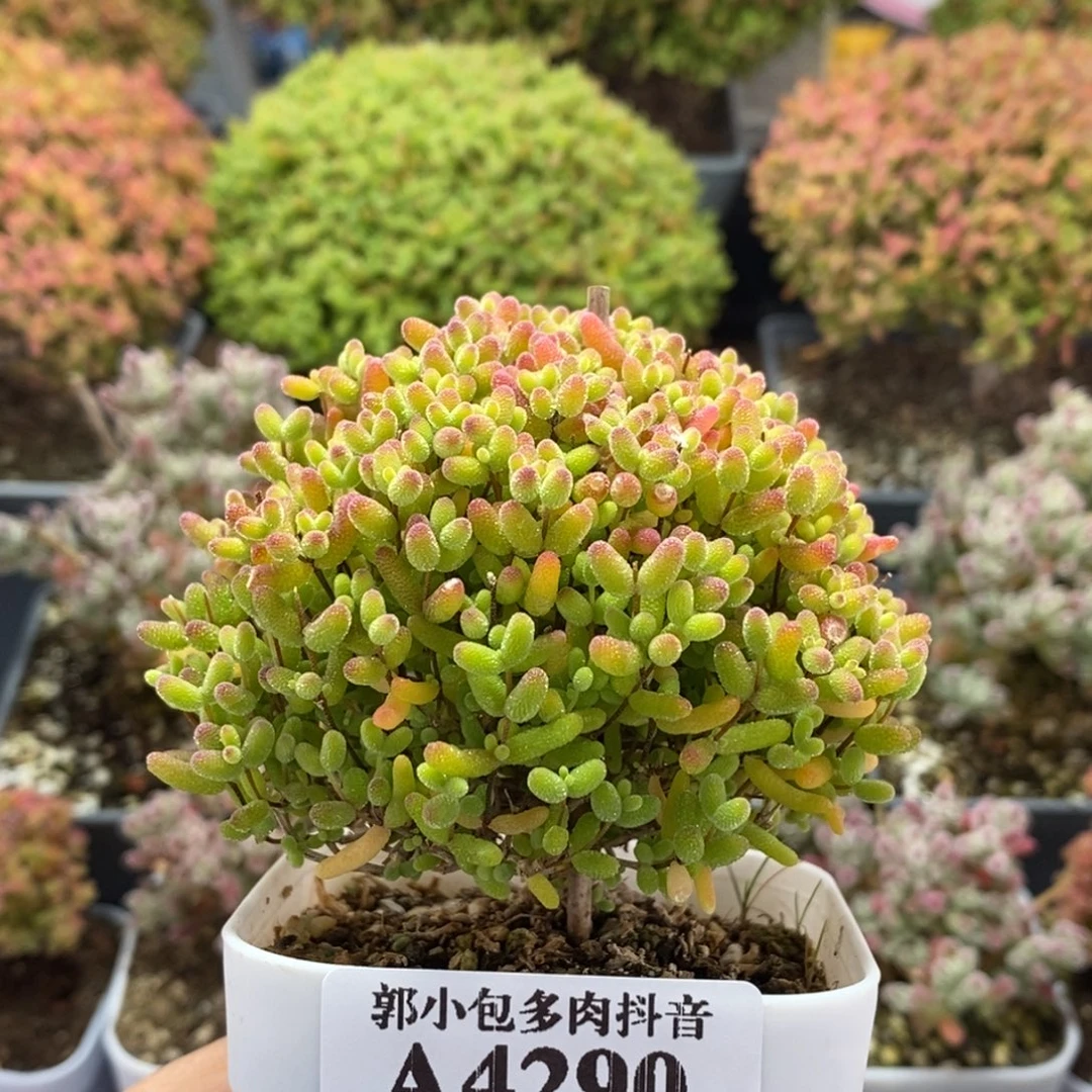 蜜橘糖球4290枝干番杏