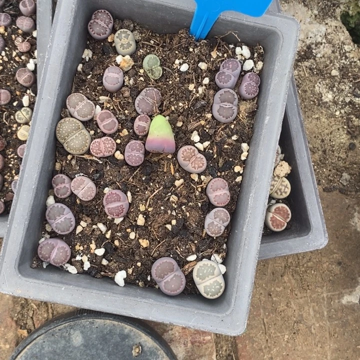 草***蕾生石花等植物的011