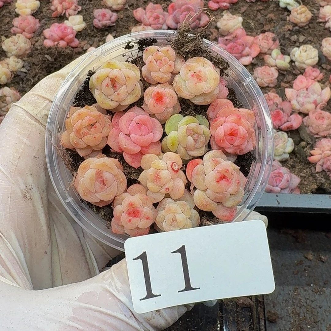 多肉植物多肉植物11