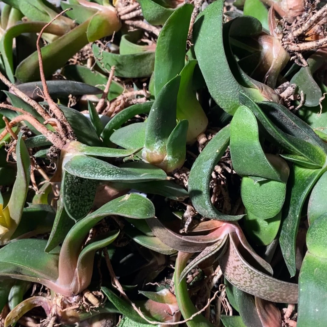 3104 一颗卧牛 端午福利。