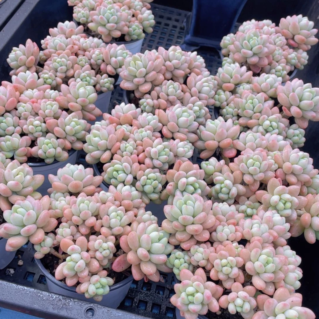 量拍54号 鱼子酱大群老桩手捧一个m