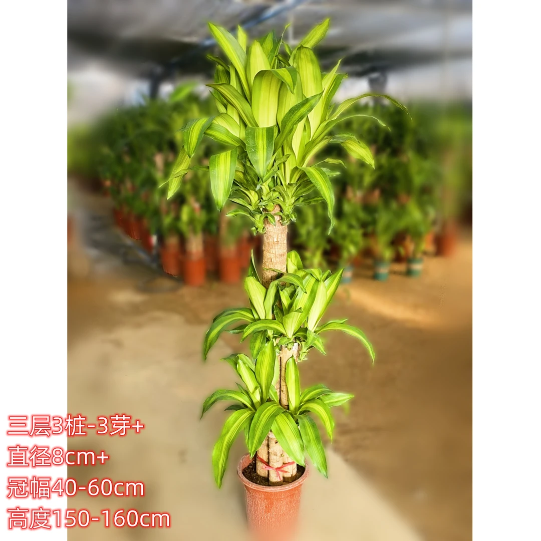 巴西木又叫幸运木绿植盆栽室内批发直播客厅绿植办公室绿植大绿植