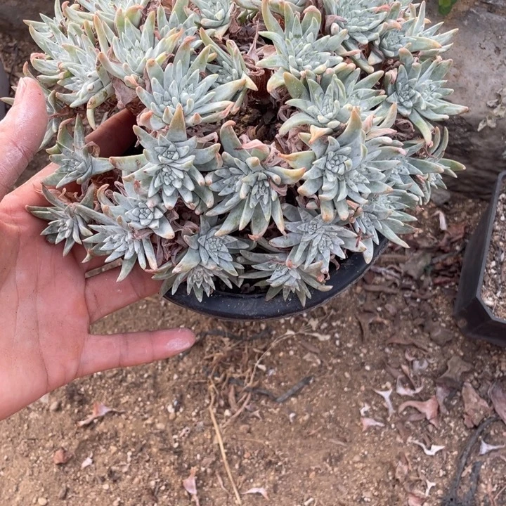 315号白菊多肉植物