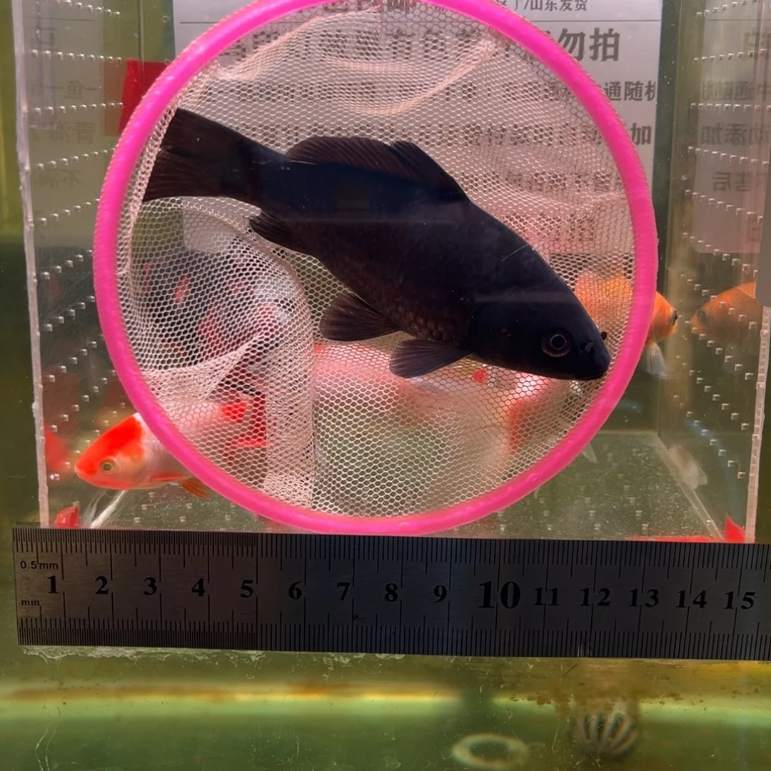 金鱼329号短尾黑草金全黑