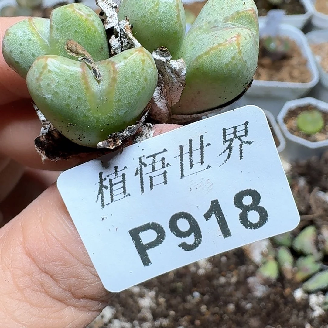 918盒多肉植物哇c g