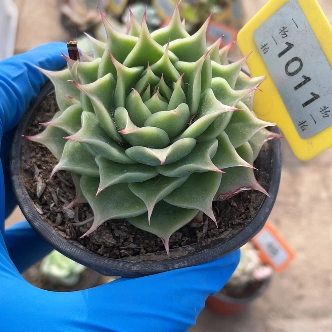 【闪购商品】1011号