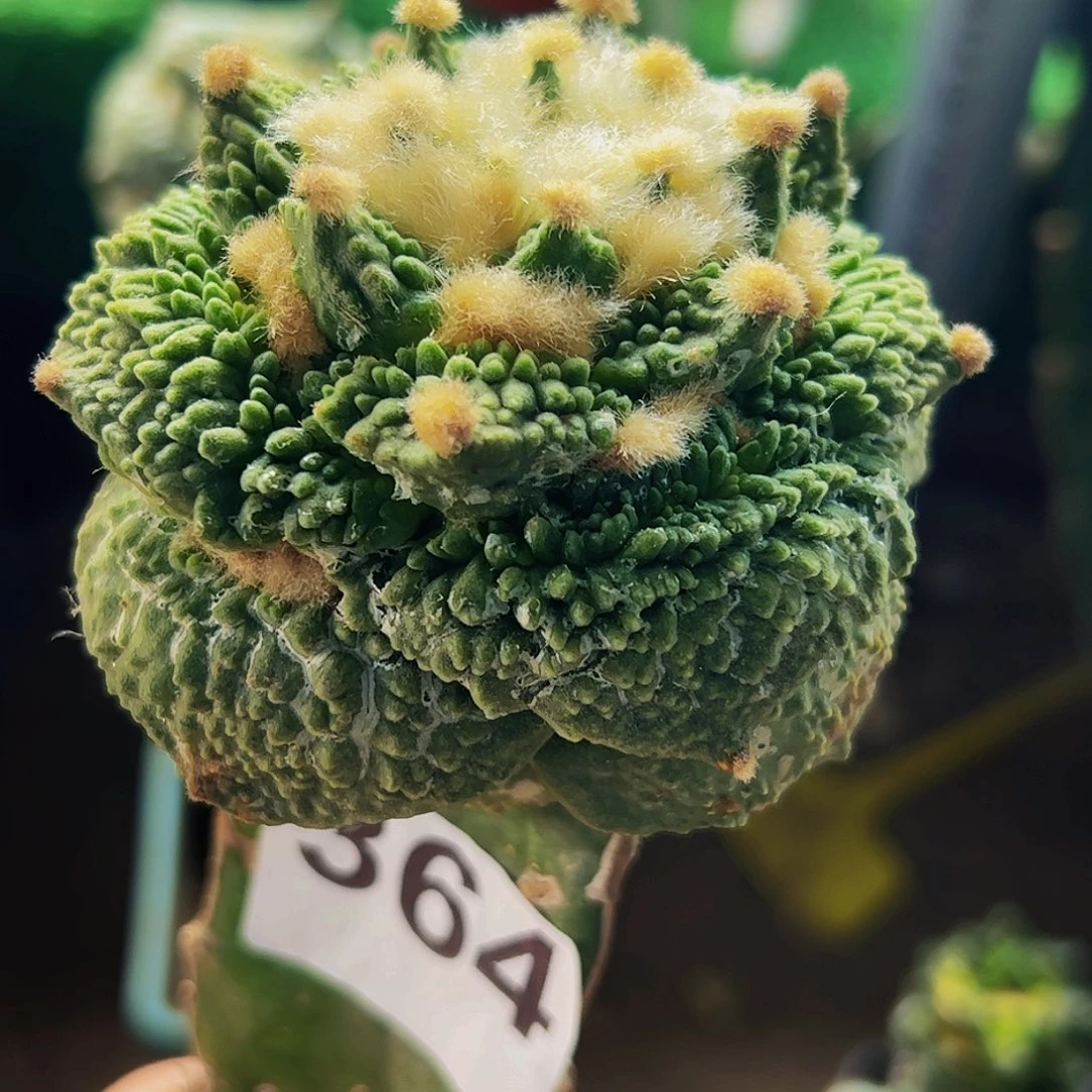 无花朵福利满尤颗粒怒涛364