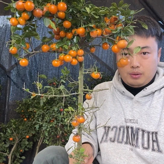 无花朵金弹子庭院原生品种