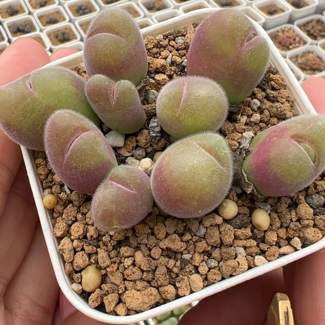 母本紫体长毛翠多肉植物