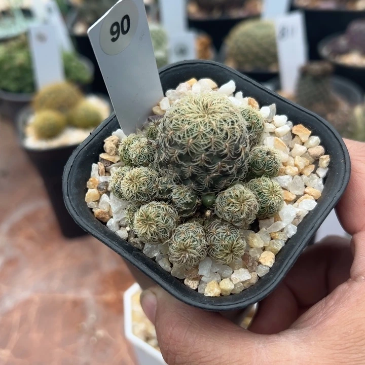 90号沟宝山盲盒群生一颗