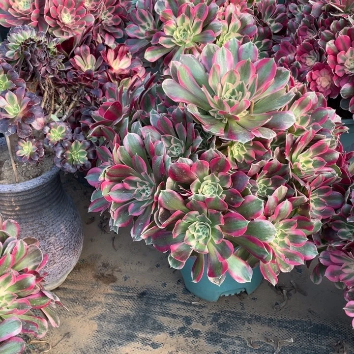 27粉女郎多肉植物