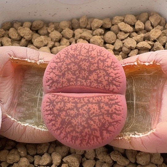 2379.酒红一步单头