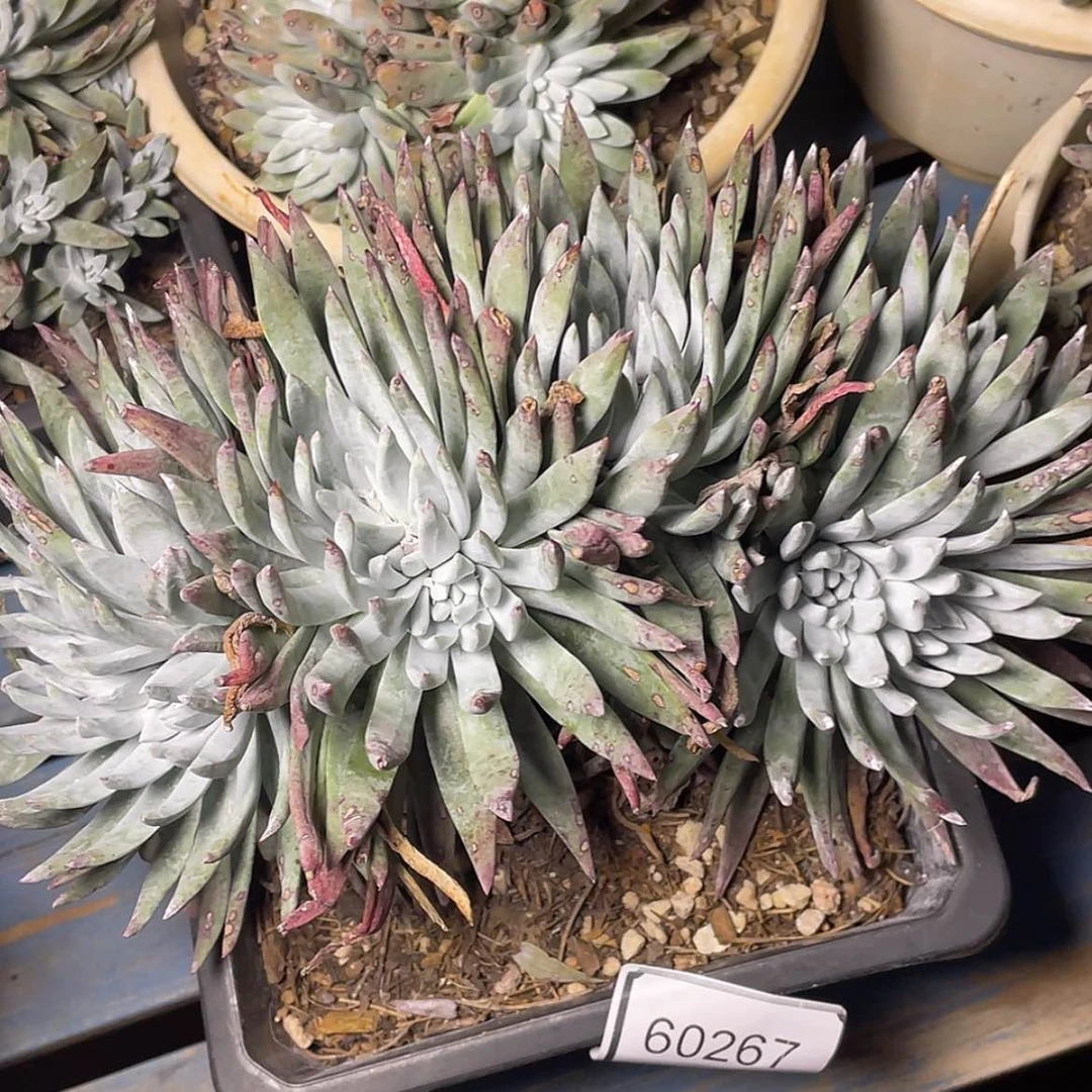 【闪购商品】刘丹杂交60267