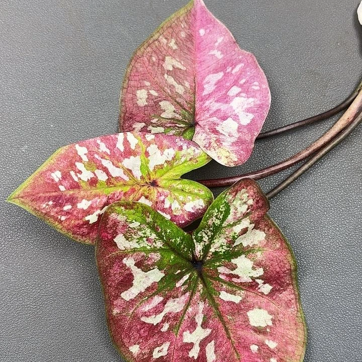 150-0616镀金石变异现货