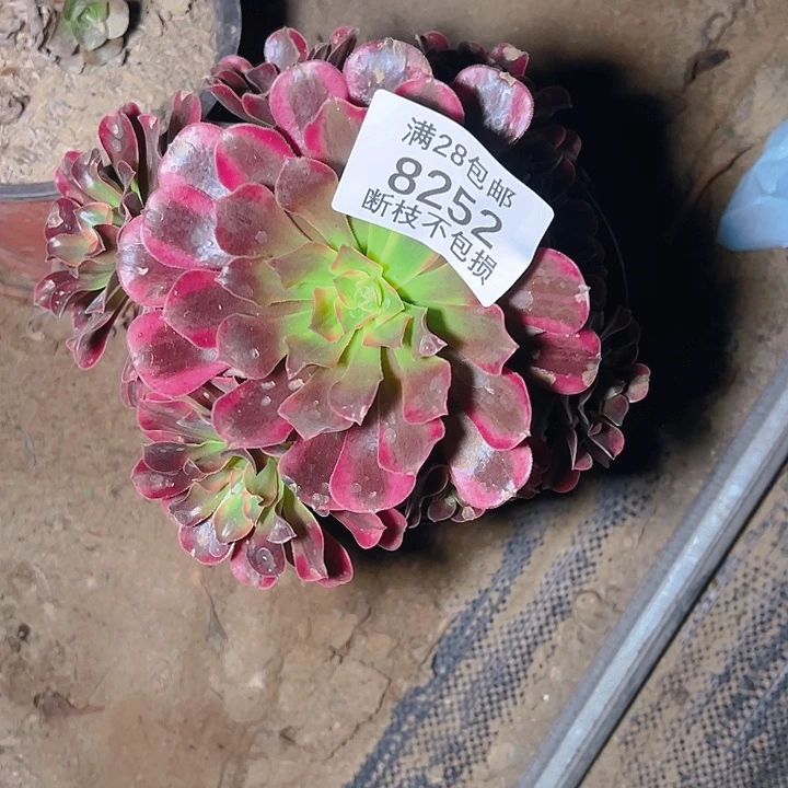 8252美杜莎多肉植物