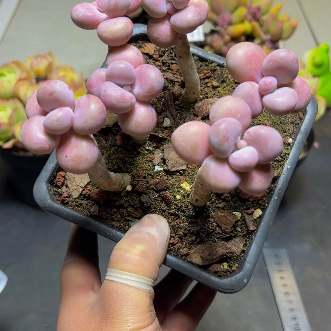 347糖果桃蛋12厘米多肉