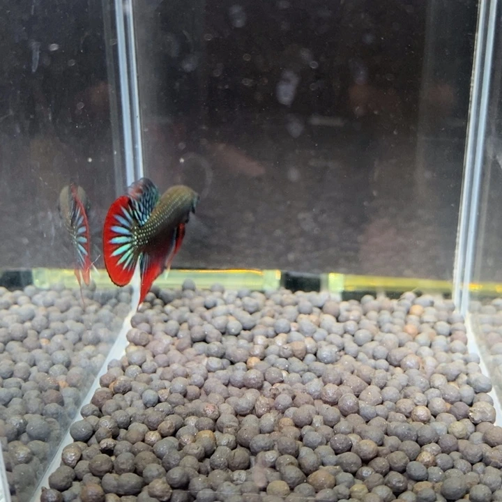 斗鱼泰国斗鱼598号