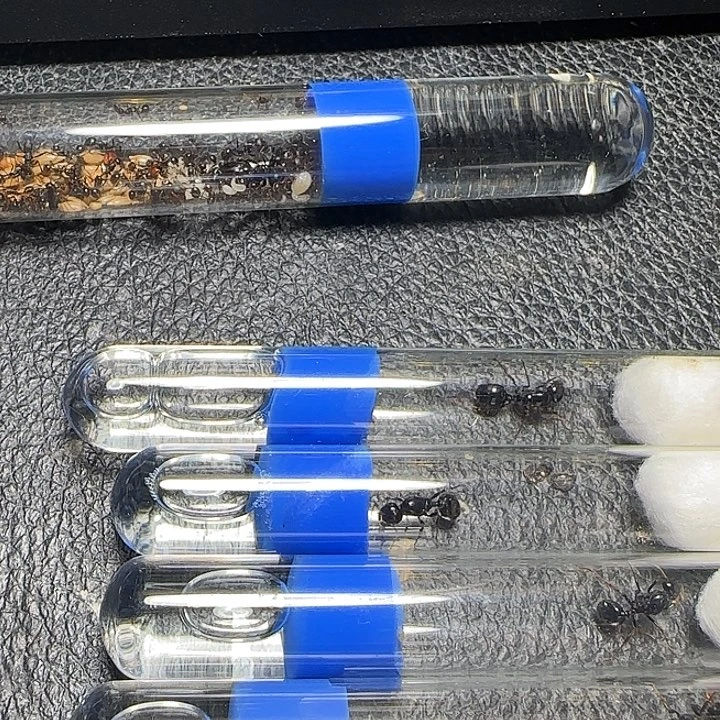 布***那蚂蚁工坊246大头收获孤后