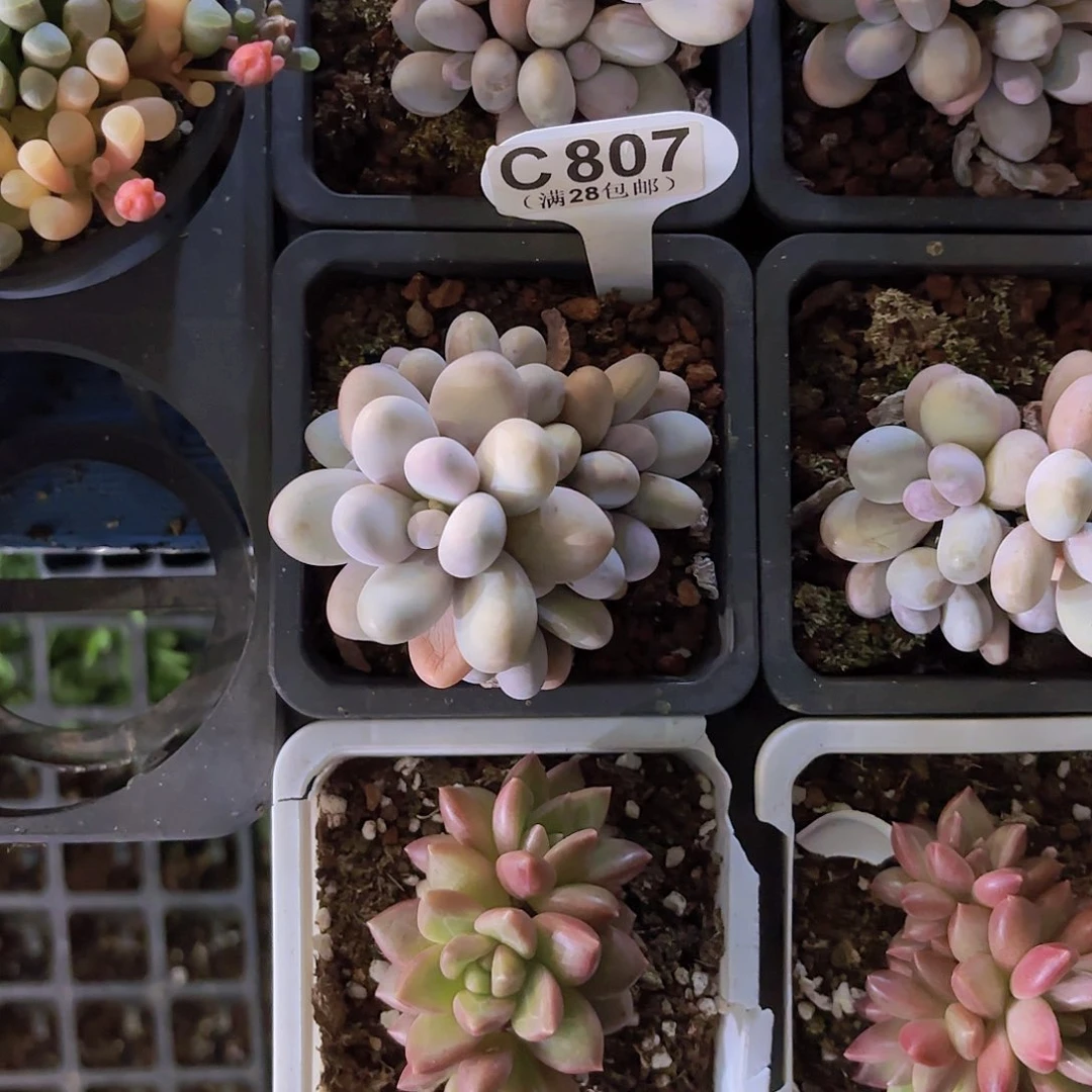 C807奶酪一物一拍