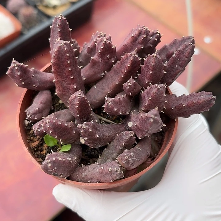 红色犀牛角仙人球123