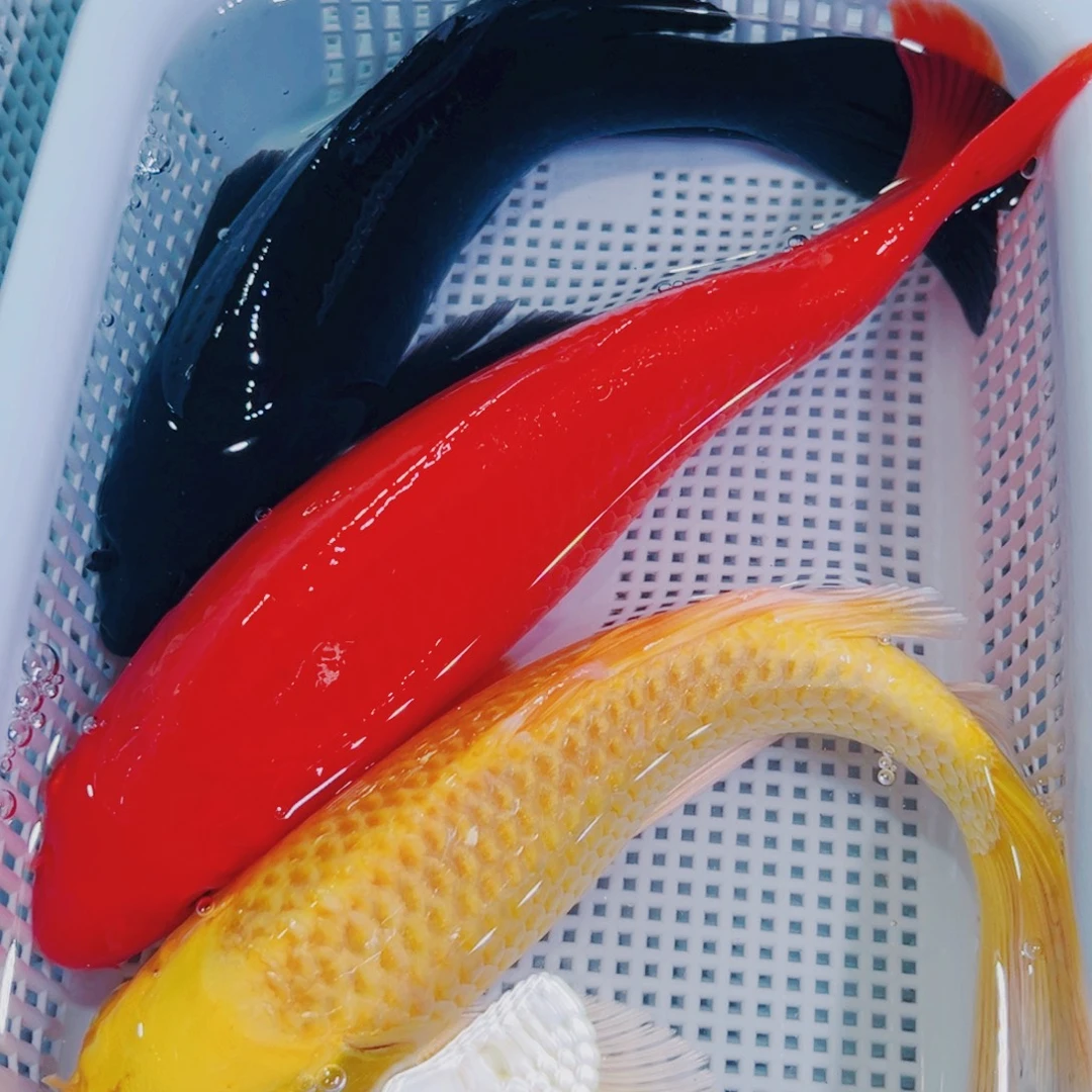 锦鲤锦鲤冷水鱼观赏