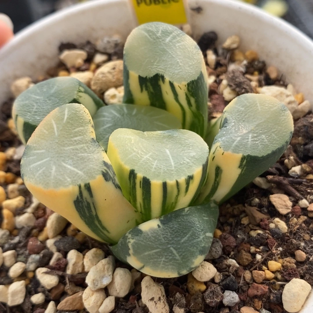 356欧大宝实生万象锦一物一拍