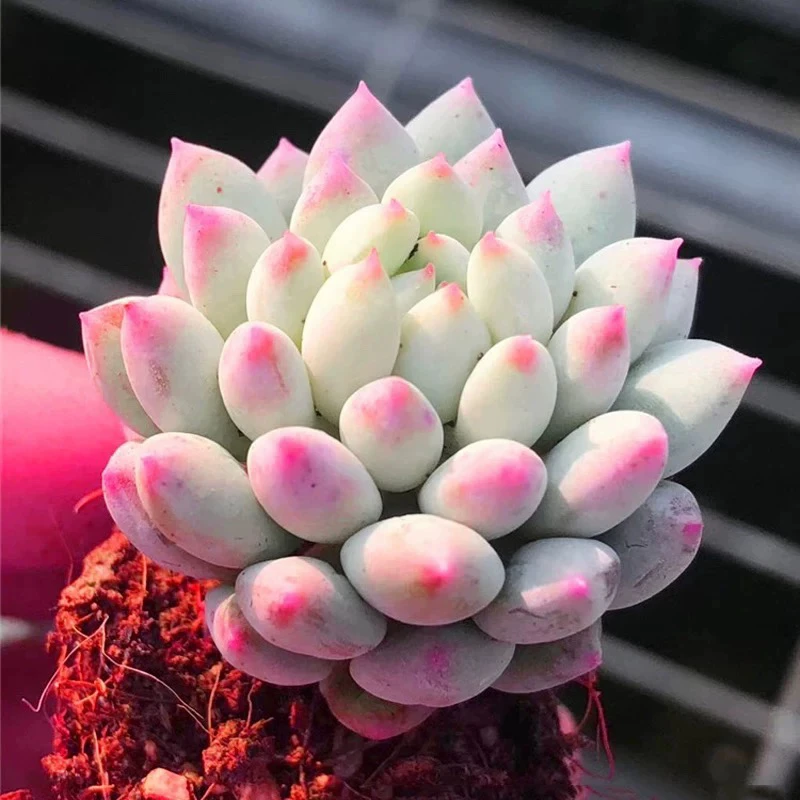 【满9.9包邮】所罗门6.5cm盆多肉植物以直播间展示为主