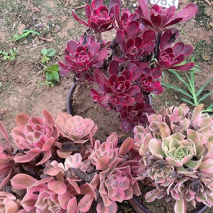 无花朵083三颗多肉植物组合
