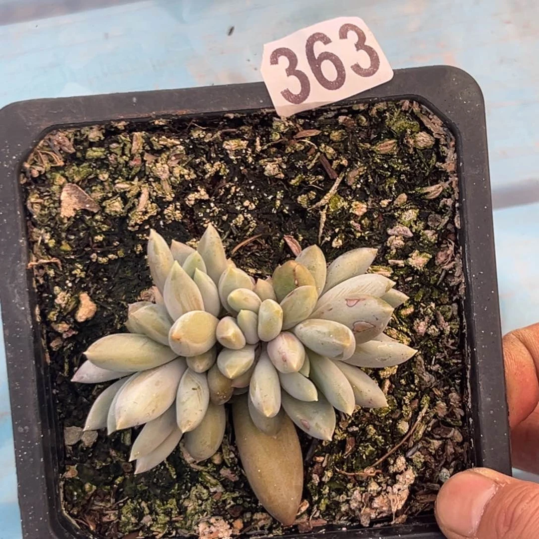 多肉植物哥特群363