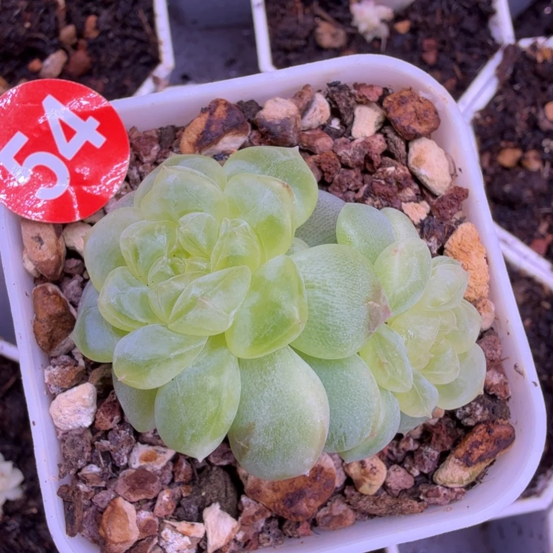 54号纸鸢双头一物一拍