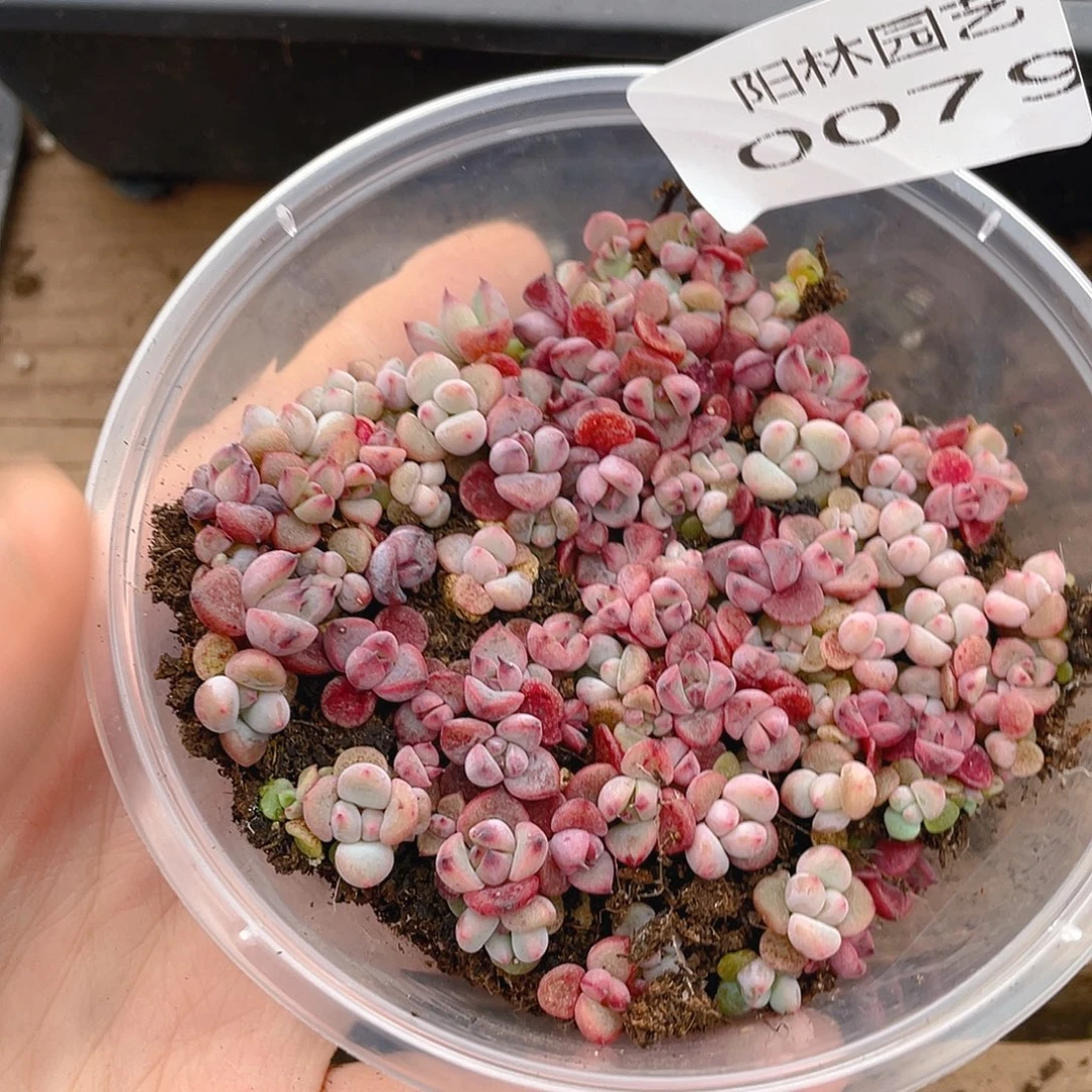 *****多肉植物多肉植物79