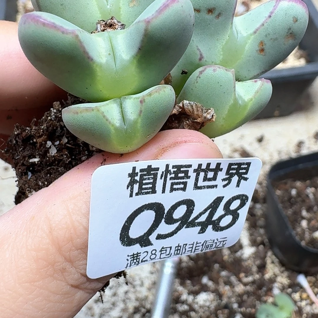 多肉植物的心血管徐