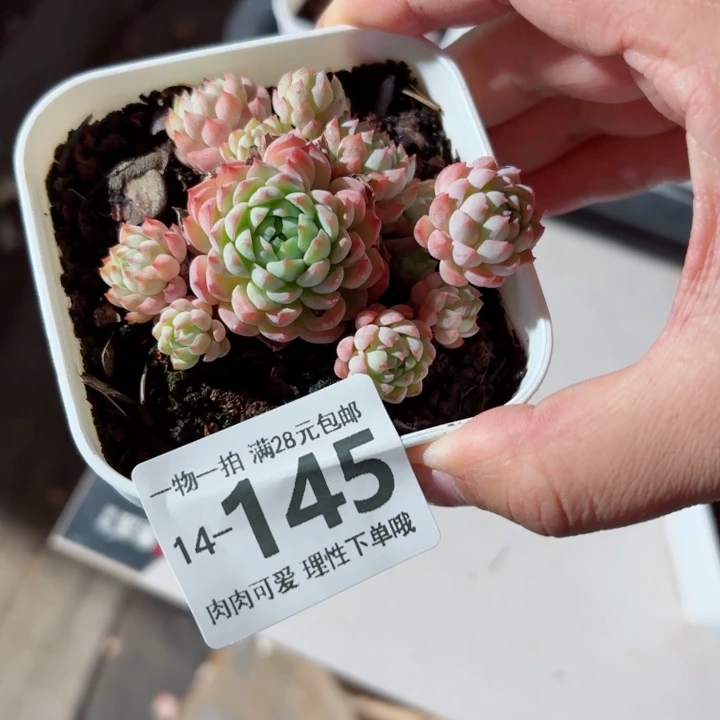 小粉梅多肉无盆土发货多肉多