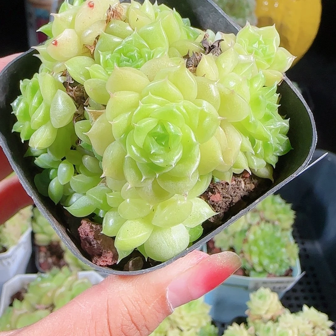 0930-145eko麦秆优选不包整