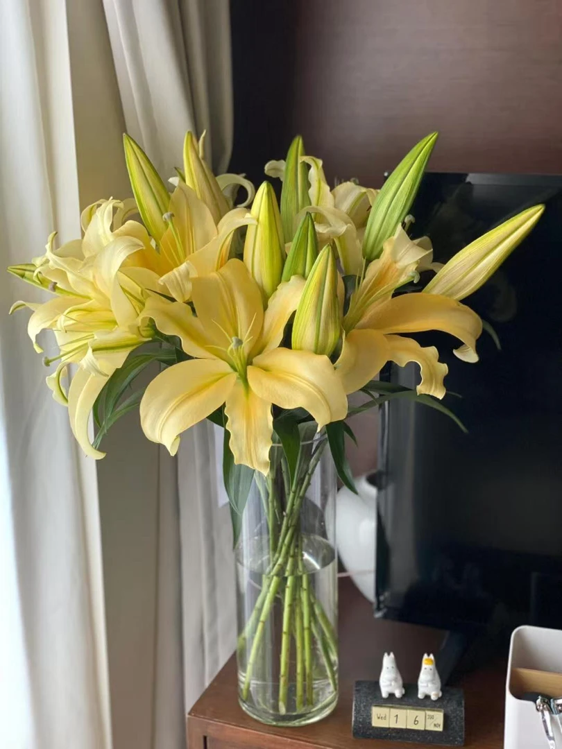 【A级单瓣百合】黄帝百合鲜切花易养开花期长基地直发一单包邮