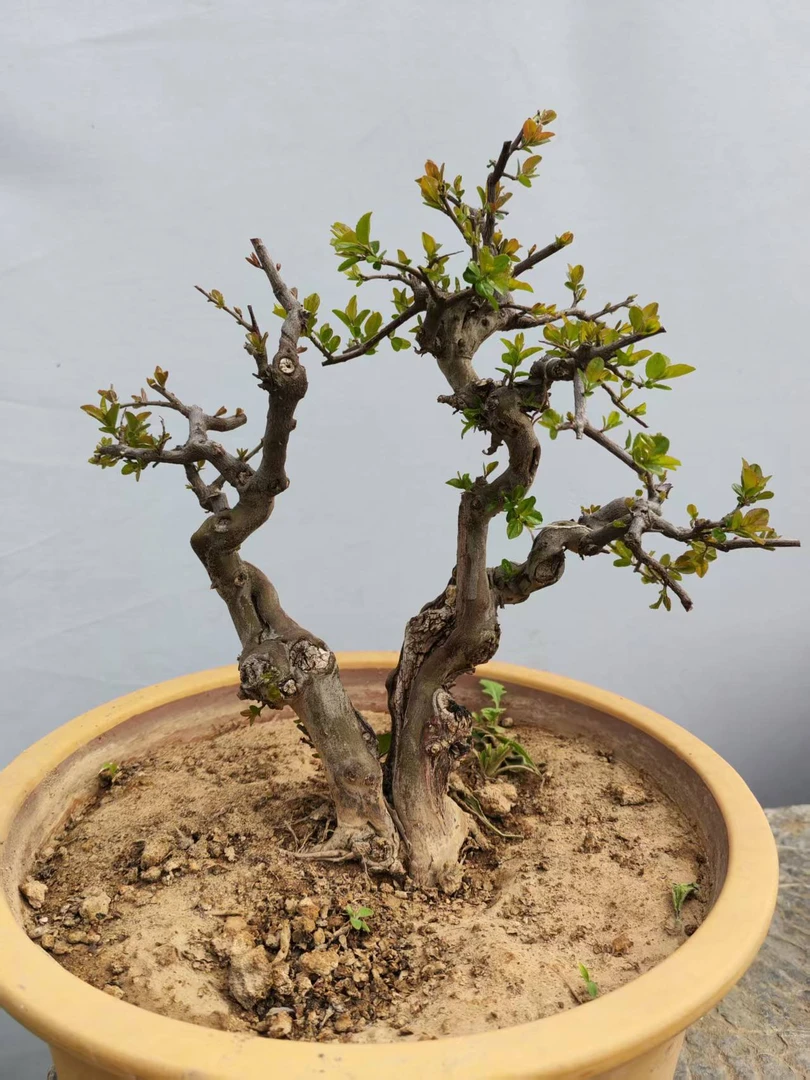 雀梅 高端盆景盆栽精品老桩庭院园林艺术一物一拍