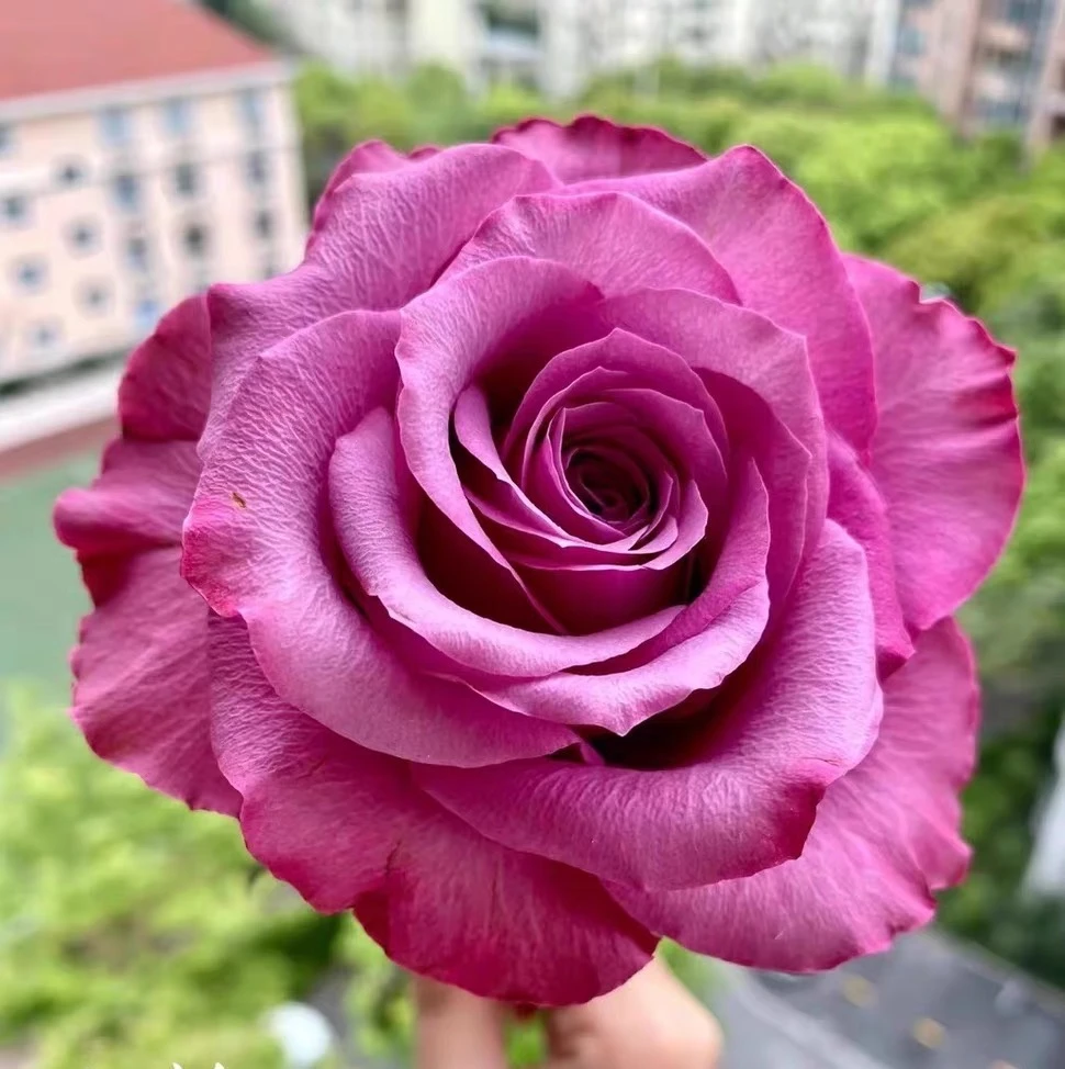 波斯王子   新品根接大苗四季灌木月季