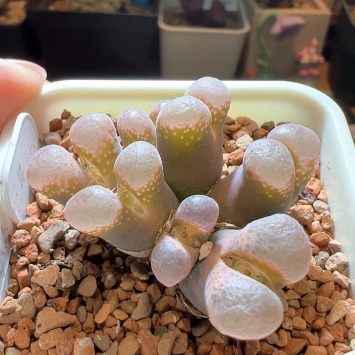 143。兔兔孤品母本。  88折后价