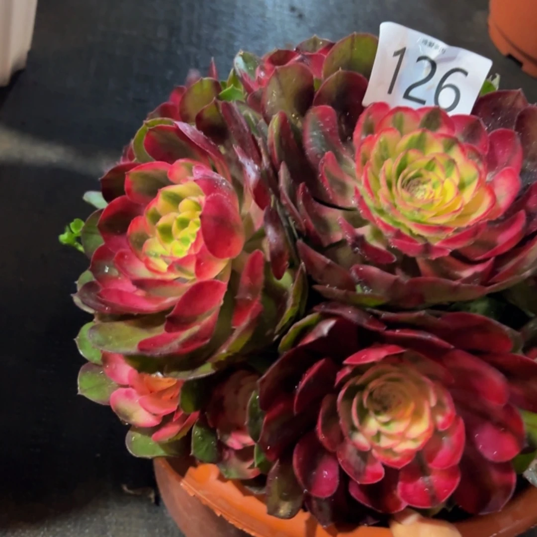 哈哈多肉葡萄荔枝126