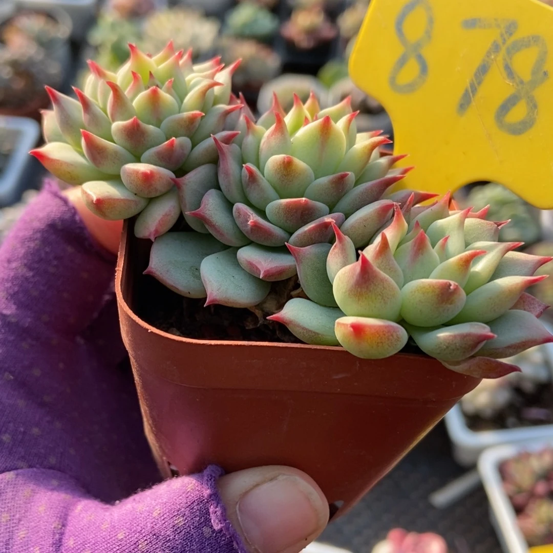 878蓝眼睛多肉植物多肉