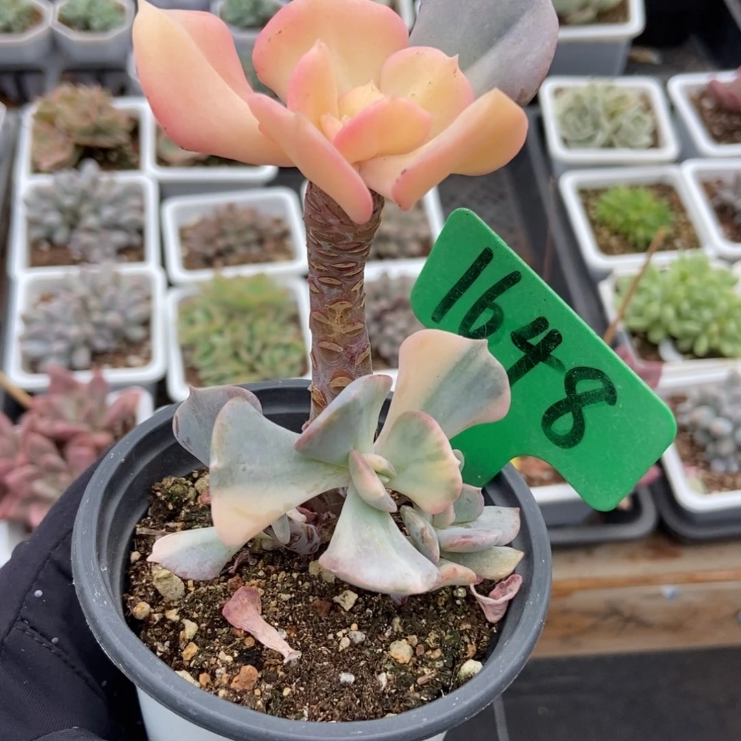 1648雪精灵锦多肉植物