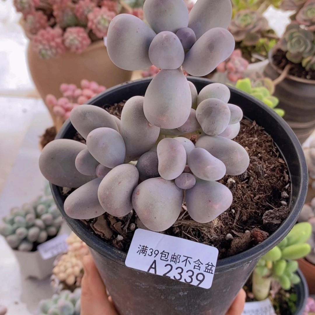 米可9cm2339多肉植物