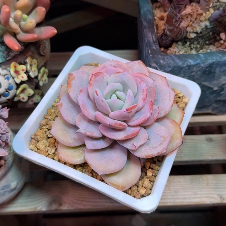 奶茶多肉植物ziyeshijin