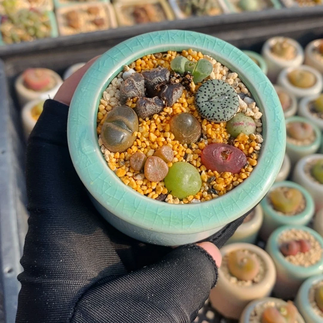 2637-一物一拍 带盆